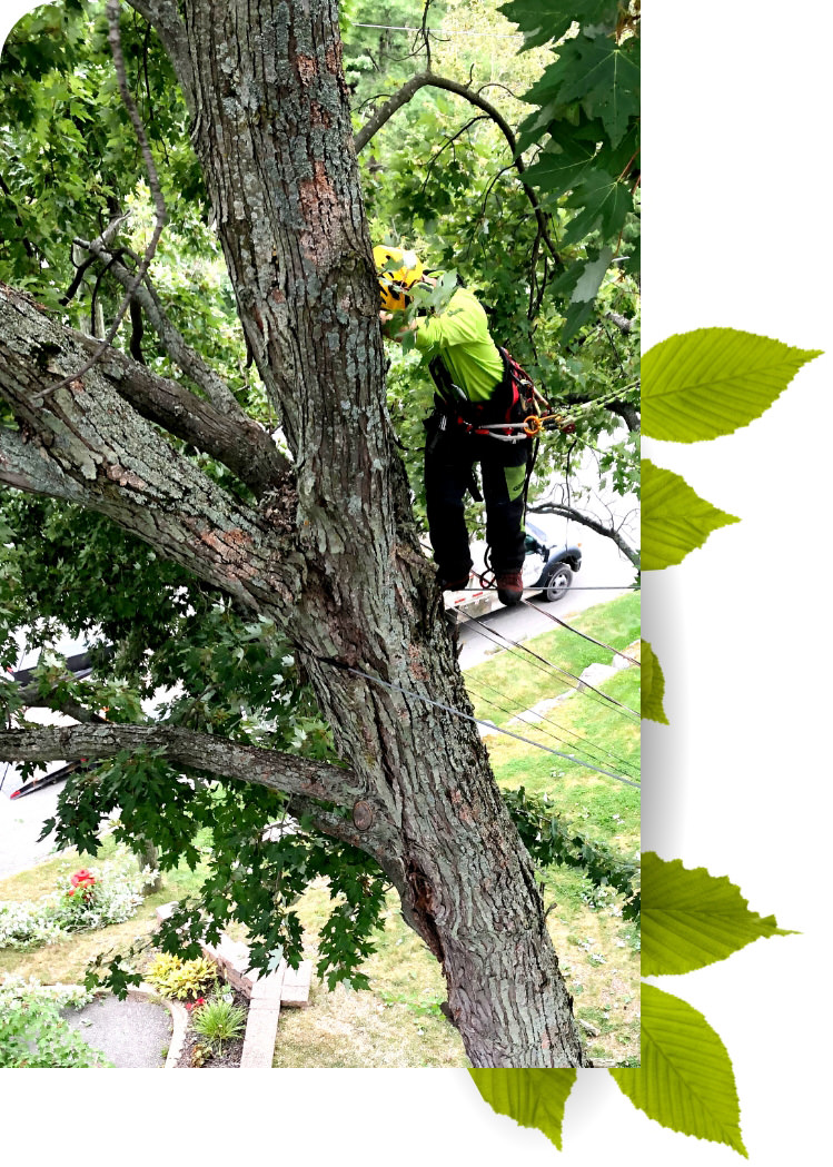 Pour tous vos besoins en arboriculture