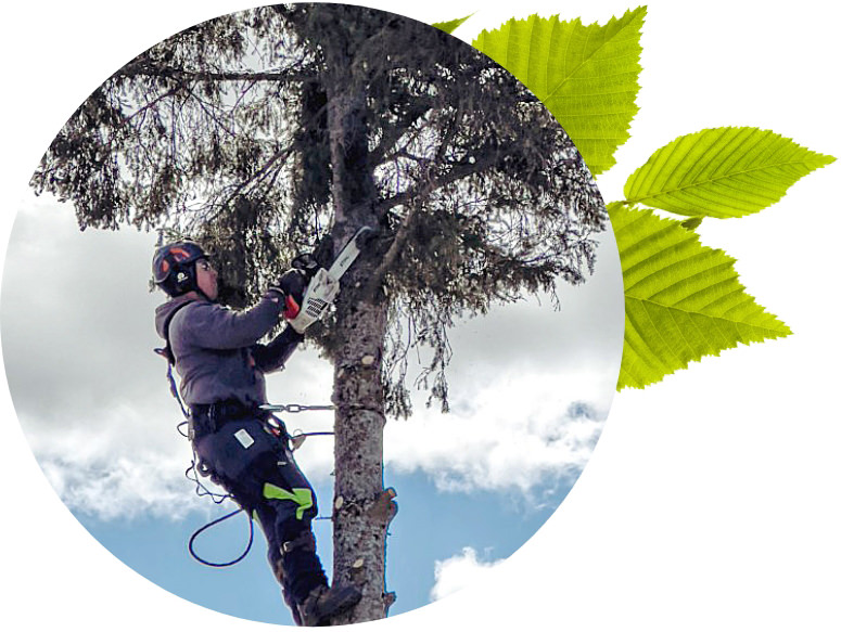 expertise arboriculteur